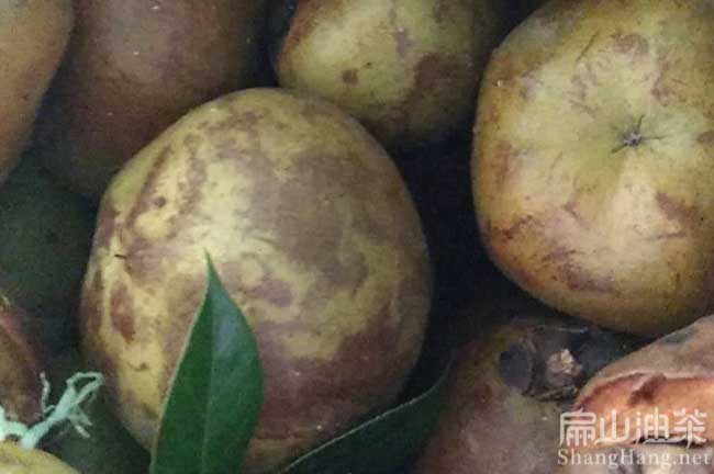 梧州大果油茶苗