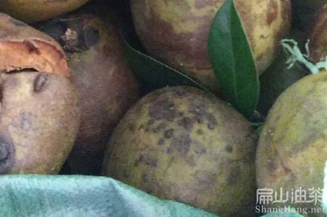 3斤一個(gè)茶果