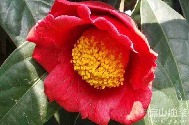 平壩紅花大果油茶苗