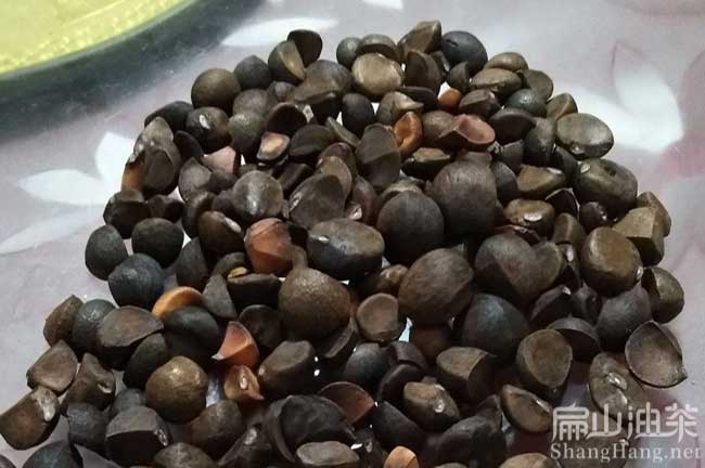 佛山茶籽價(jià)格