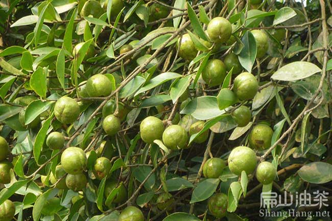 廣西軟枝2號(hào)油茶苗