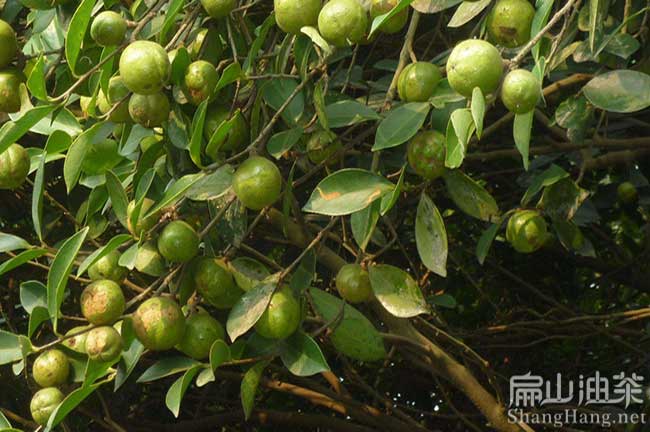 佛山新鮮茶果批發(fā)