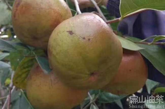 大果油茶樹(shù)