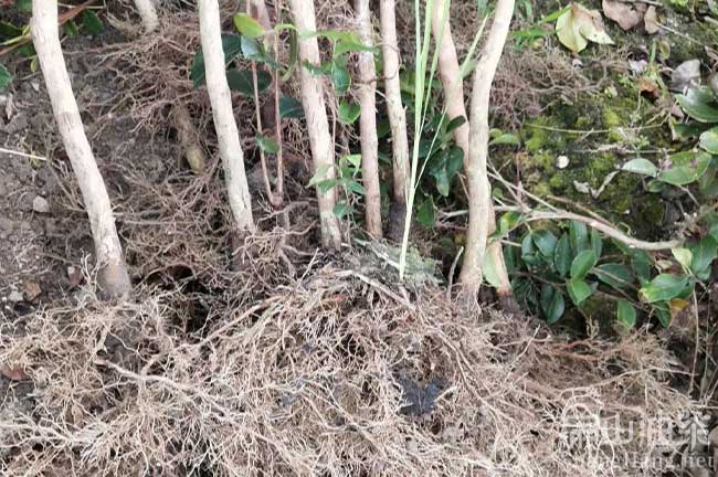 源源大紅花油茶苗培育