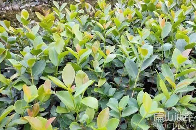 揭陽(yáng)油茶基地