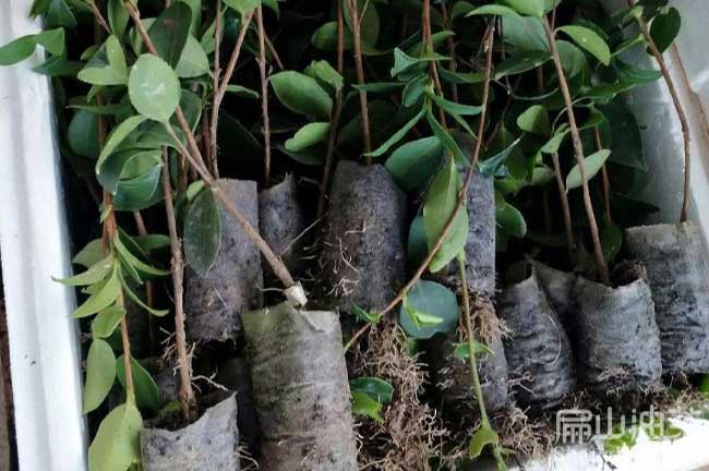 揭陽(yáng)嫁接杯苗批發(fā)