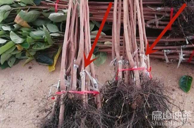 永州大果嫁接油茶苗