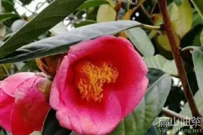 梧州大果紅花油茶苗