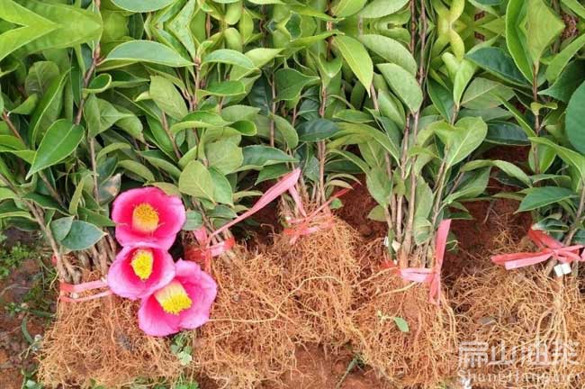天平大紅花油茶苗