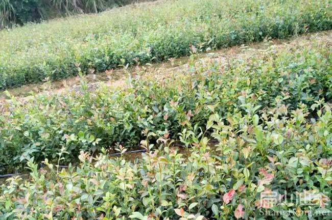 福建閩優(yōu)油茶苗