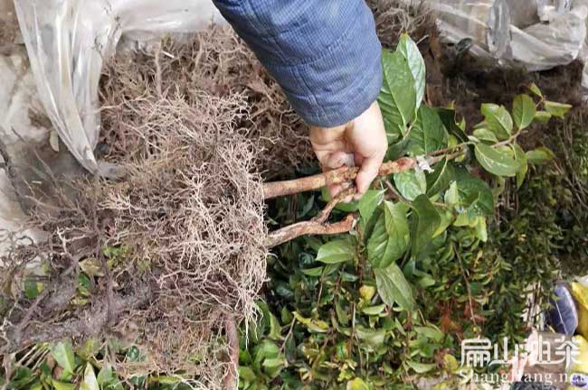 恭城大果油茶苗