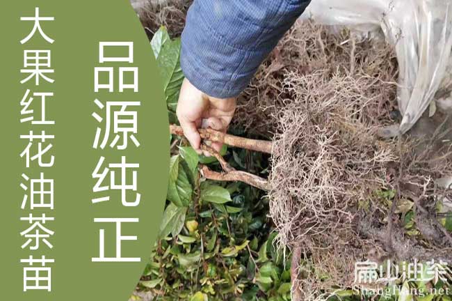 大果茶樹種植