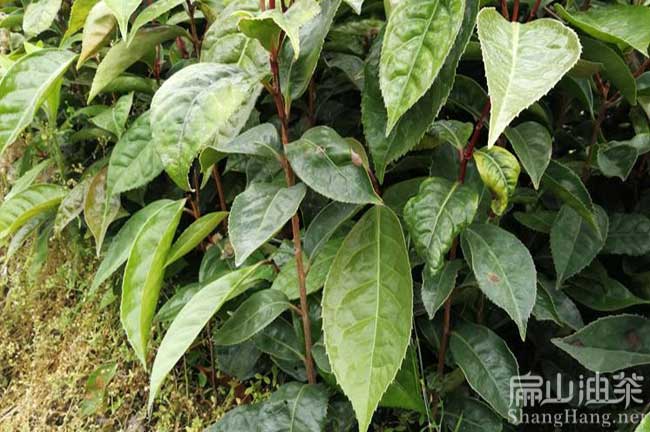 大果紅花油茶苗