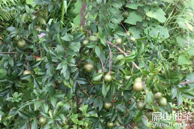 湖南中科油茶苗 湖南中科油茶苗