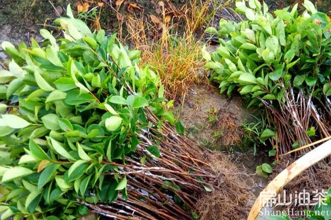 茶樹種植方法