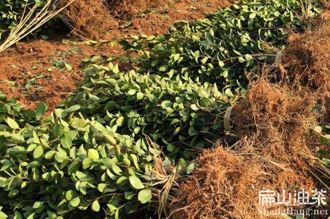 湖南茶樹(shù)苗培育