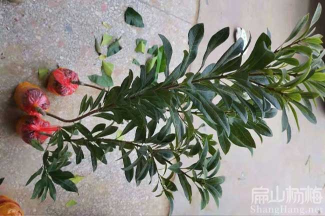 福建楊梅苗批發(fā)