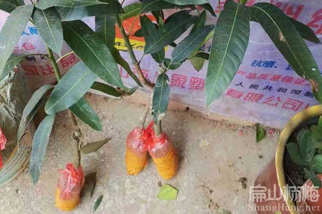 龍巖芒果苗批發(fā)