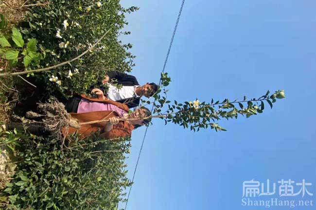 贛州油茶苗培育
