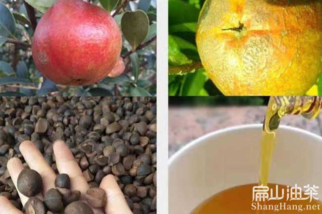 大果油茶種植時(shí)間