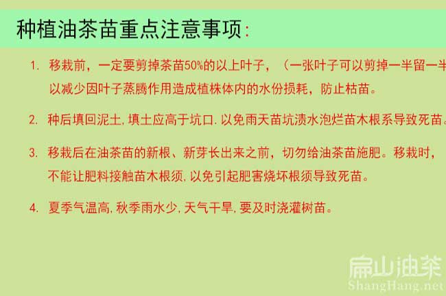 廣西油茶種植技術(shù)