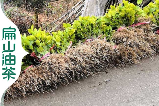 蚌埠改良油茶苗 蚌埠改良油茶苗