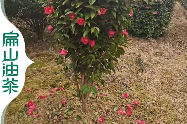 玉林大果紅花油茶