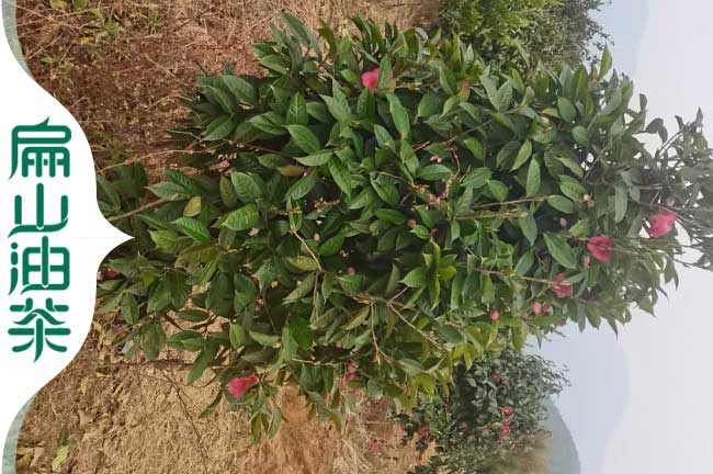 北海紅花油茶苗批發(fā)