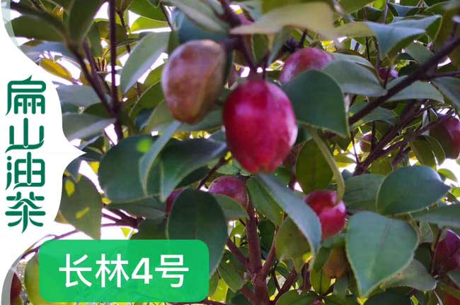 慶遠(yuǎn)紅花油茶苗
