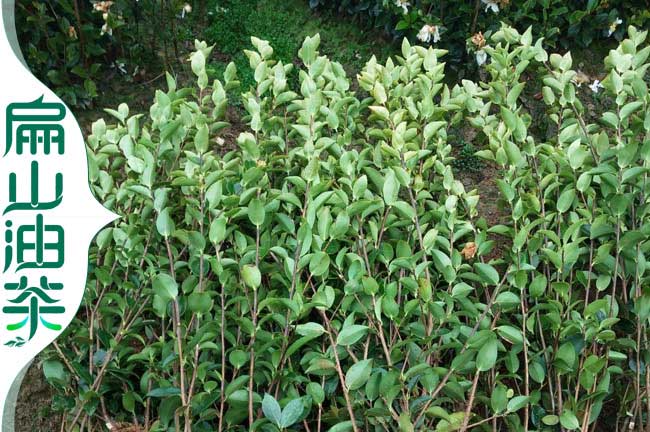 濰坊油茶苗批發(fā)