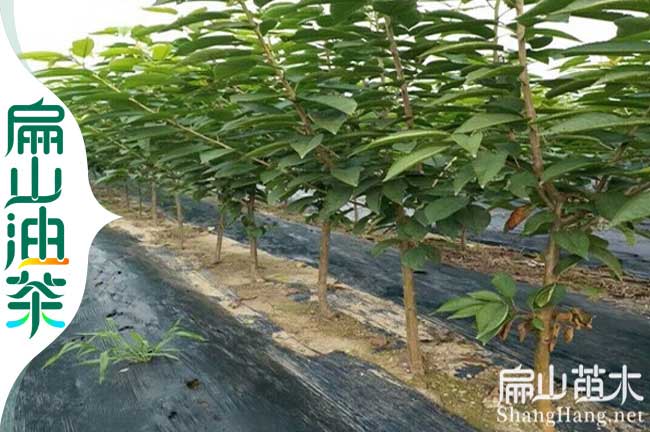 融水車?yán)遄訕涿缌萑螌毠绶N植 融安鹿寨楊梅苗批發(fā)-扁山