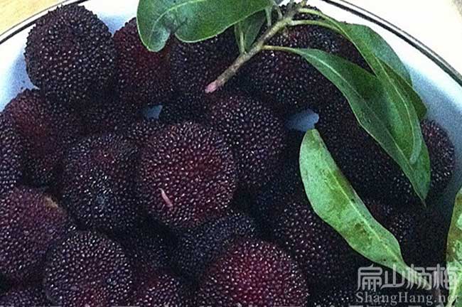 蒙山1年東魁楊梅楊梅苗批發(fā) 蒙山紅花大果油茶苗種植基地