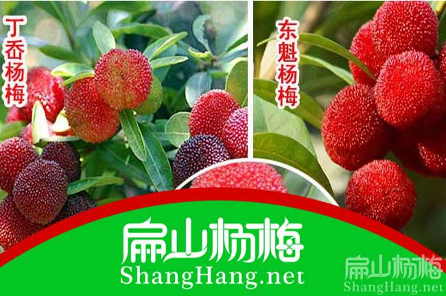 鎮(zhèn)坪縣楊梅苗批發(fā)