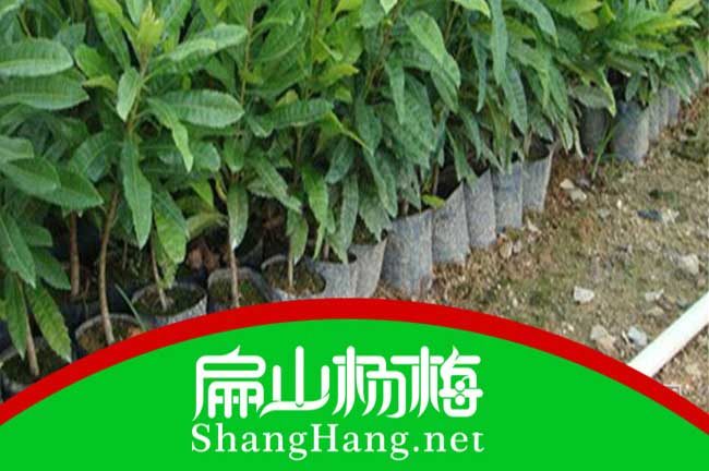 翠香楊梅苗秕發(fā)