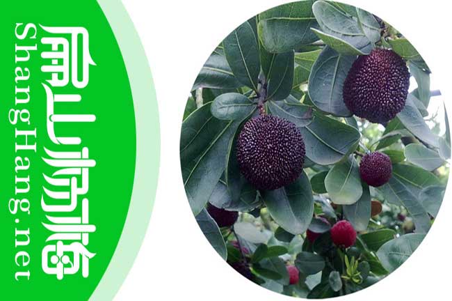 息縣東魁楊梅