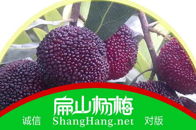 龍圩東魁楊梅苗
