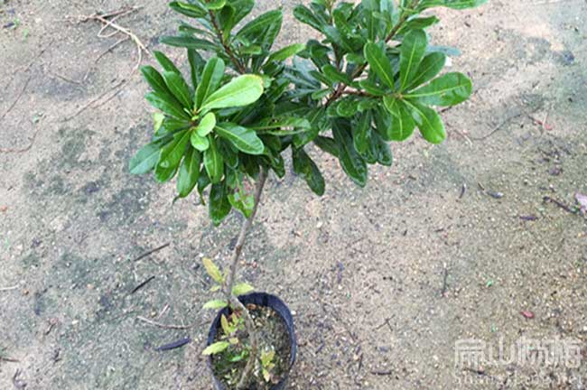 隨州楊梅苗批發(fā)