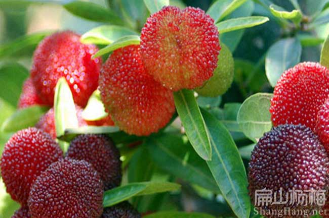 小河鎮(zhèn)楊梅種植