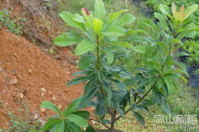 葉縣東魁楊梅苗