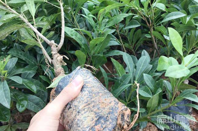 廈門楊梅杯苗批發(fā)