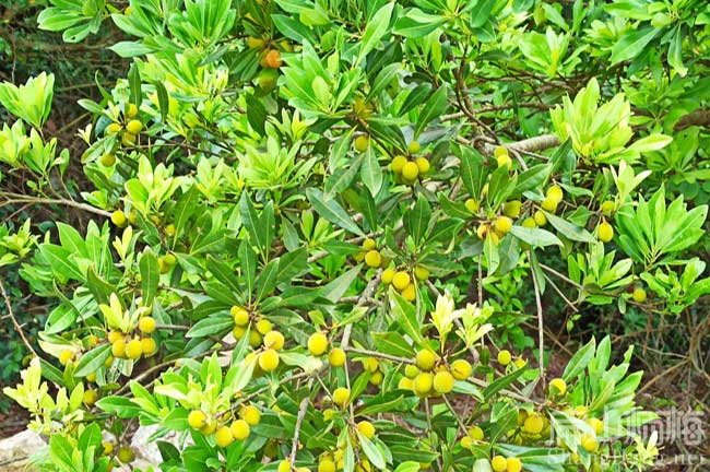 梅華楊梅種植