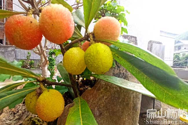 開封楊梅種植