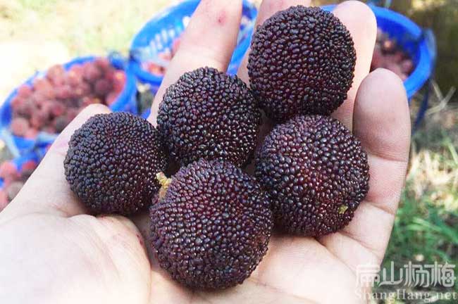 佛山水果苗 楊梅種植 東魁楊梅苗批發(fā) 大果紅花油茶苗價(jià)格