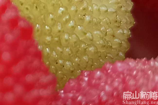 衡陽(yáng)紅楊梅種植
