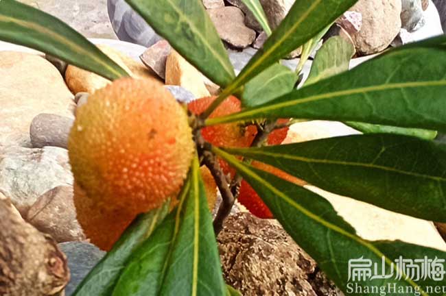 神農(nóng)架水晶楊梅