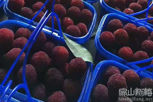 駐馬店?yáng)|魁楊梅