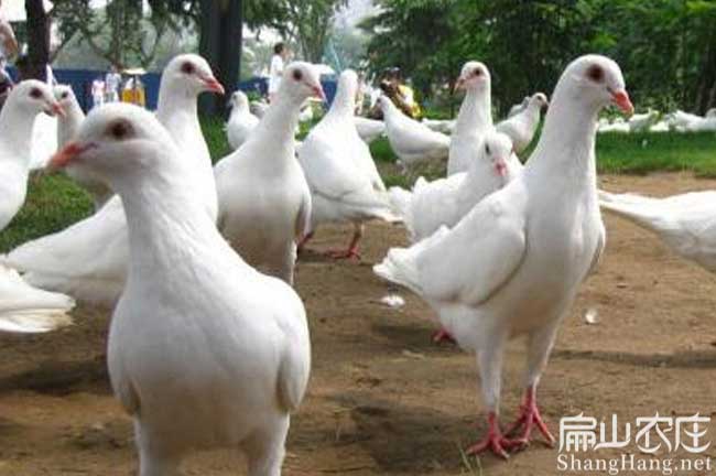 連城肉鴿批發(fā)