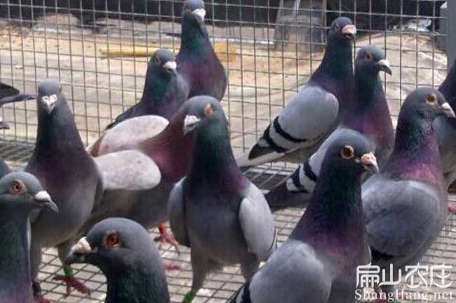 上杭肉鴿批發(fā)