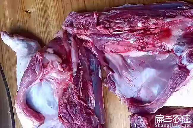 臺州肉兔種苗