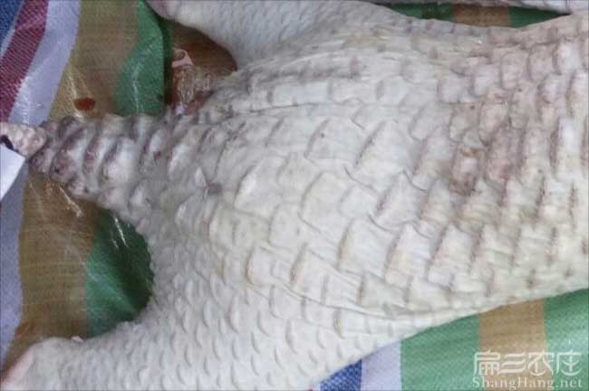 廣東肉兔肉批發(fā)